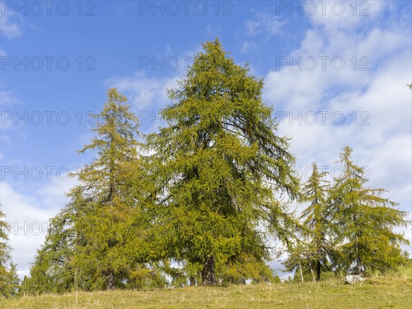 Larch meadows on the Salten