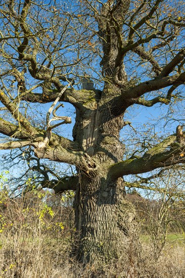 Ancient english oak