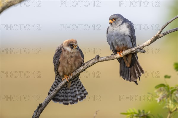 Pair of red-footed falcons
