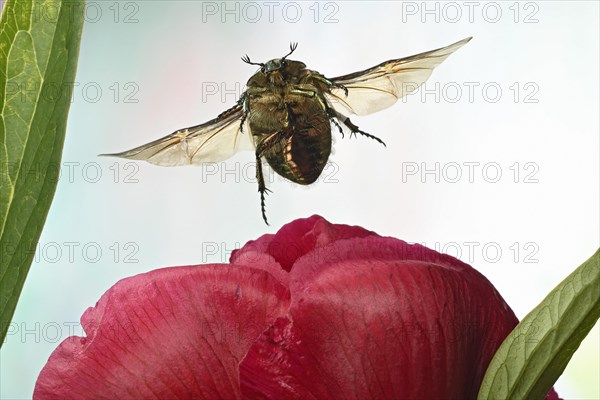 Rose chafer