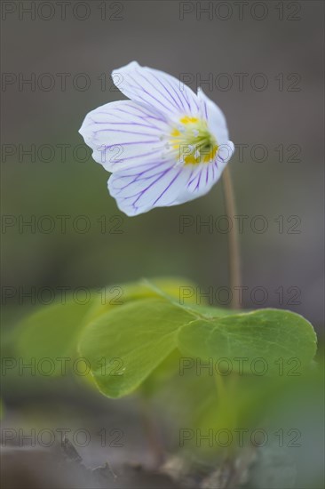 Common wood sorrel