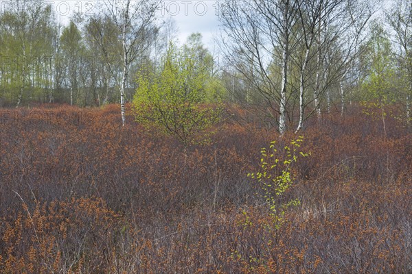 Bog myrtle