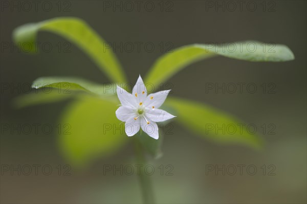 Chickweed wintergreen