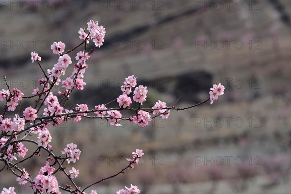 Branches of almond tree in blossom