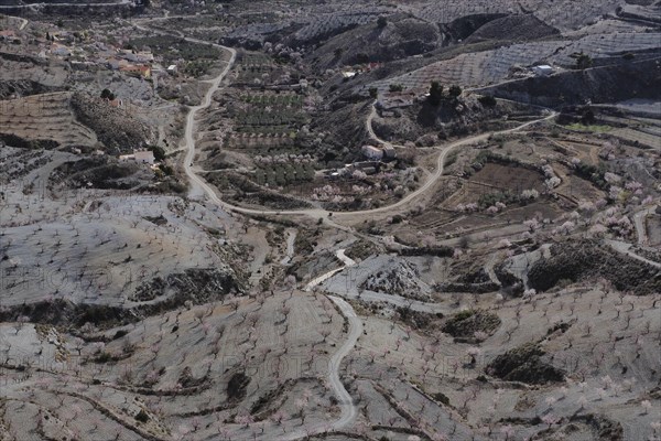 Top view of an almond plantation with roads