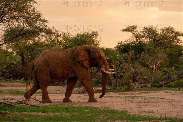 African elephant