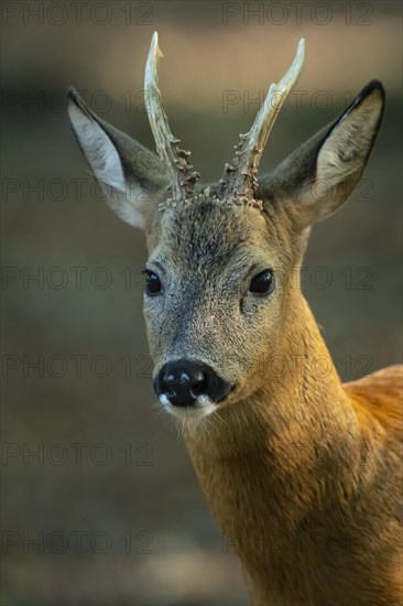 European roe deer