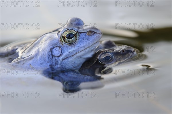 Moor frog