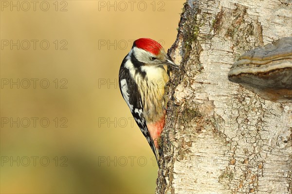 Middle spotted woodpecker