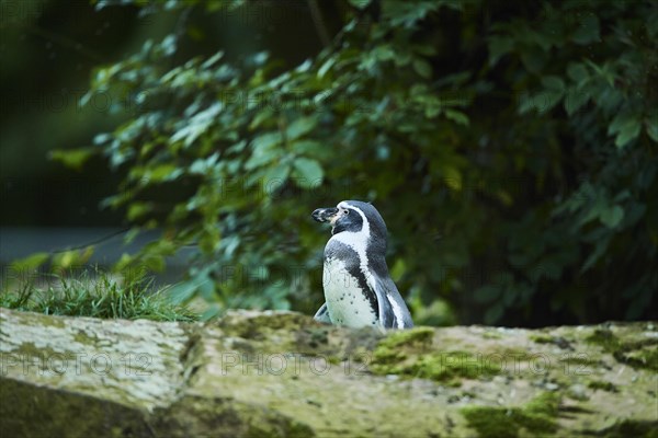 Humboldt penguin