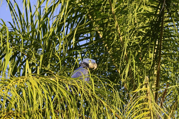 Hyacinth macaw