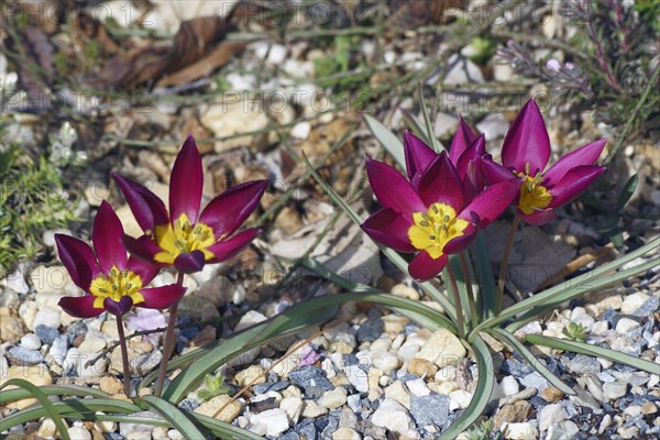 Miniature tulip