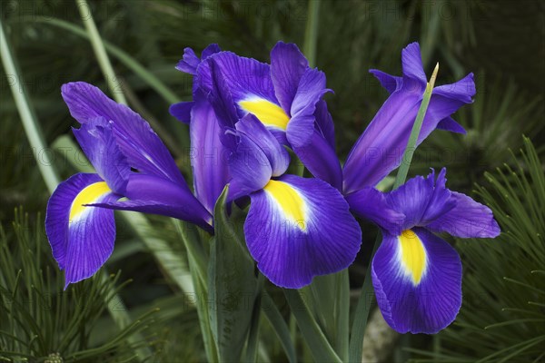 Dutch iris