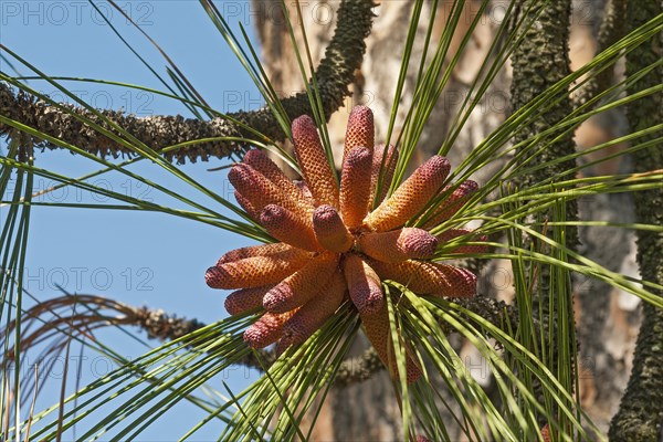 Longleaf pine