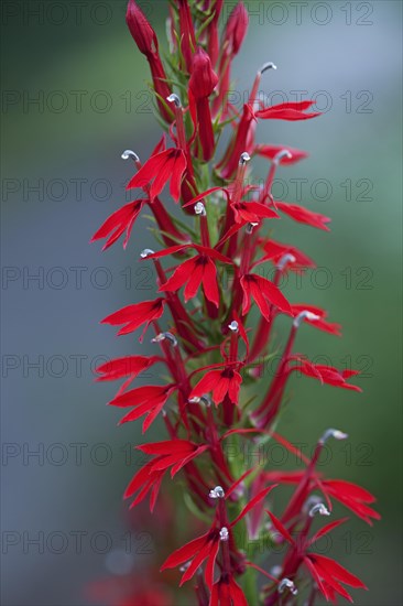 Cardinal flower