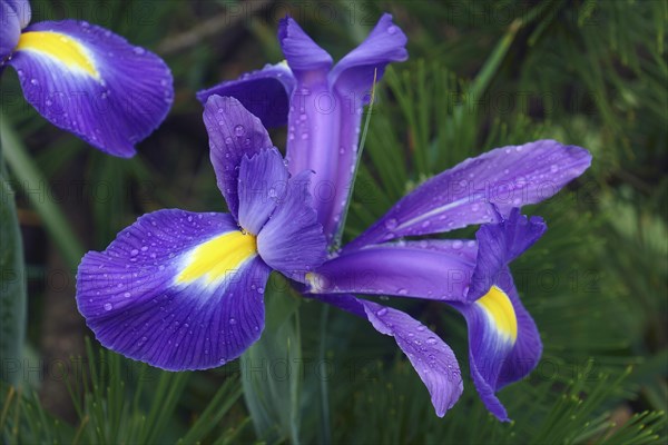 Dutch iris