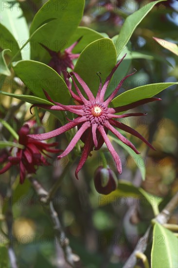 Purple anise