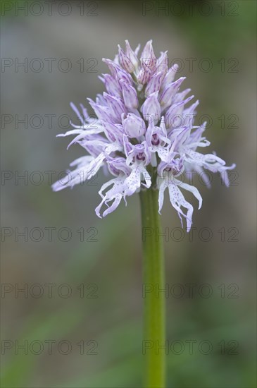 Naked man orchid