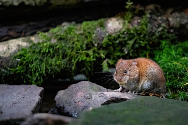 A bank vole