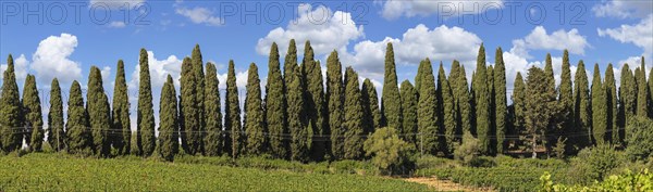 Viale dei Cipressi