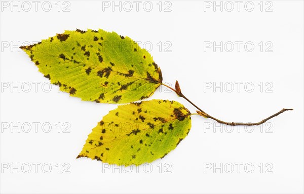 Autumnal discoloured elm leaf