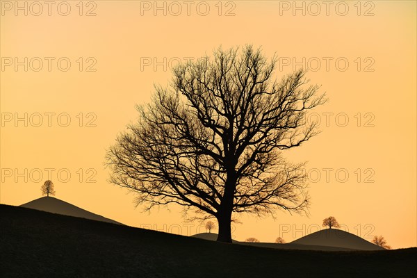 Solitary tree