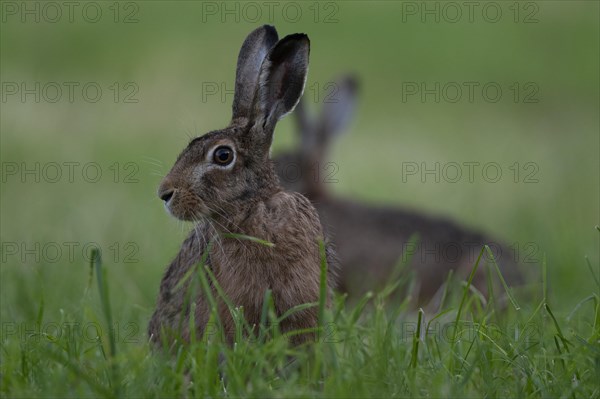 European hare