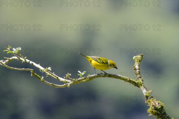 Silver-throated tanager