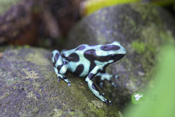 Green and black poison dart frog