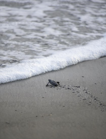 Newly hatched olive ridley sea turtle