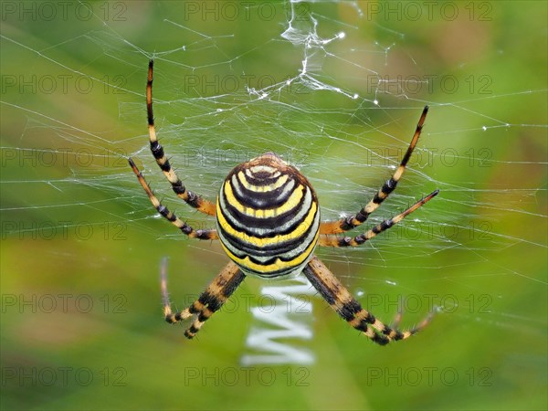 Wasp spider