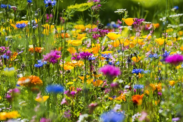 Flower meadow for insects