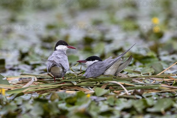 Two White-bearded Terns