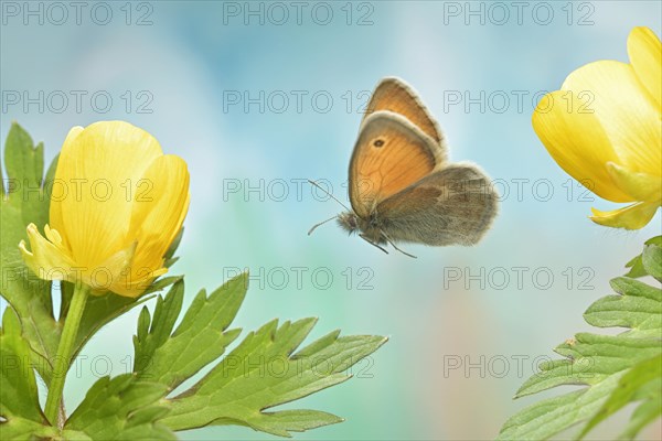 Small heath