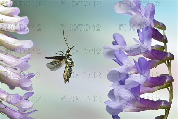 Thick-legged flower beetle