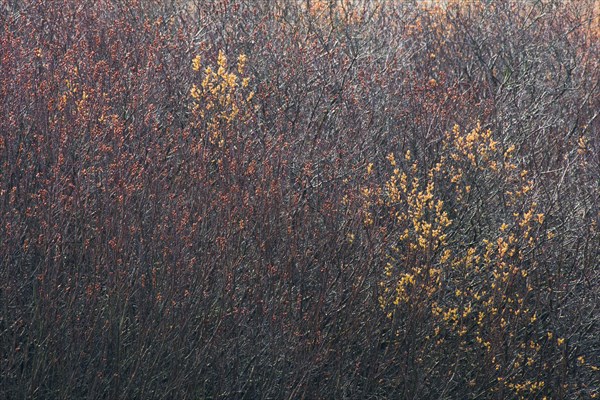 Bog myrtle