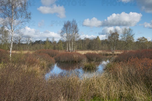 Bog myrtle