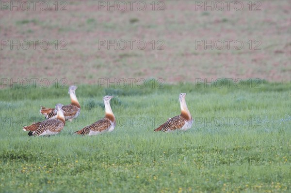 Several great bustards