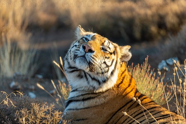 Bengal tiger