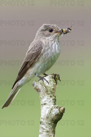 Spotted flycatcher