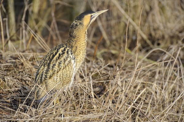 Eurasian bittern