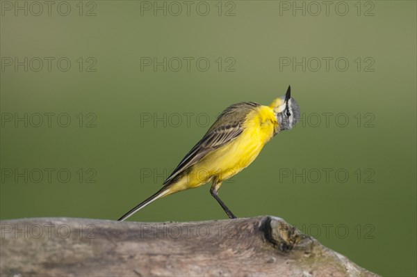 Western yellow wagtail