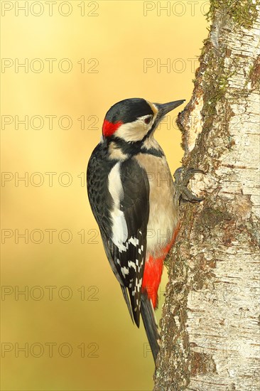 Great spotted woodpecker