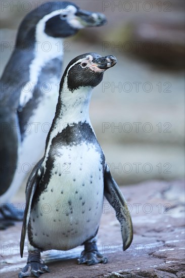 Humboldt penguin