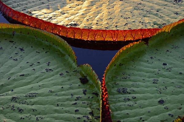 Leaves of the amazon water lily