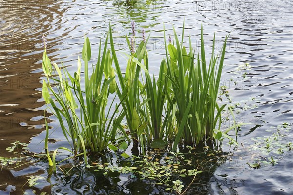 Pickerelweed