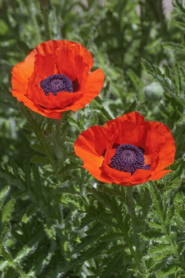 Oriental poppy