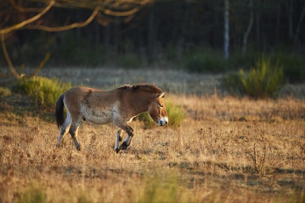 Przewalski's horse