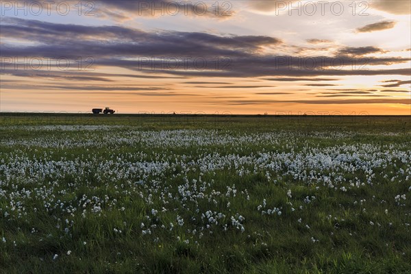 Common cottongrass