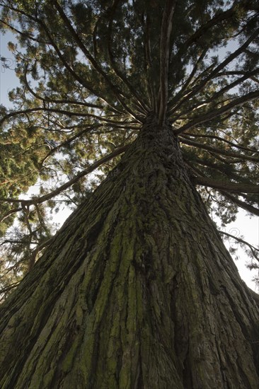 Giant sequoia